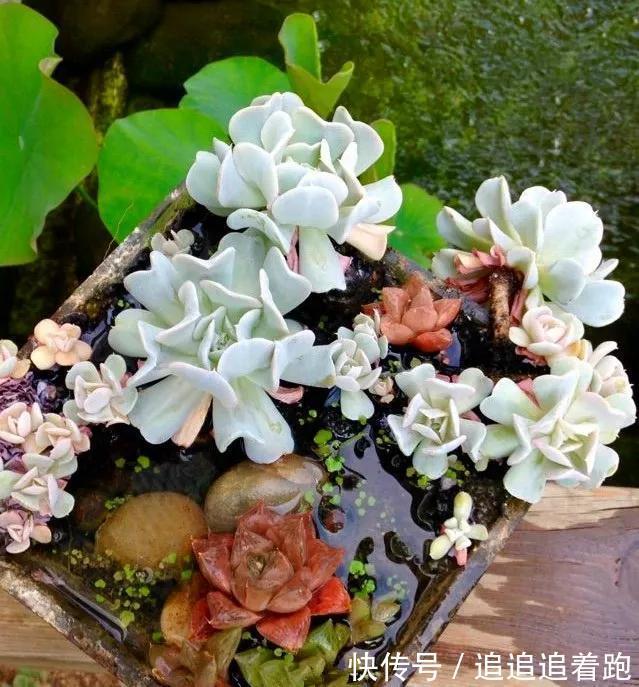 老干妈瓶养多肉，不用土只用水，叶子疯狂吸水3天变胖！