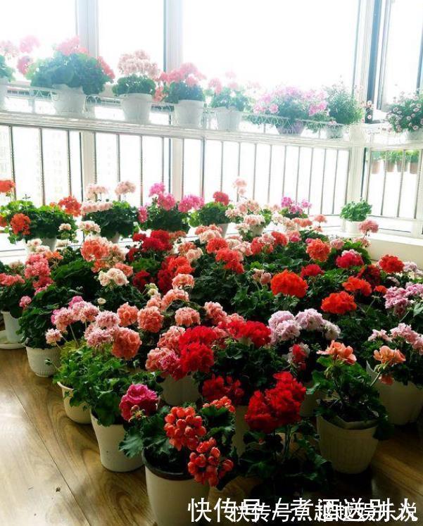 花期|4种香水花，开花漂亮、花期长，浇水就疯长，开花爆盆很容易