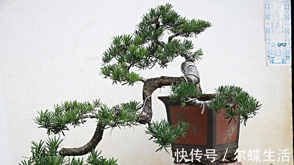 5种苍古娇健的植物盆景，造型独特，观赏性高，摆在家里深受喜爱