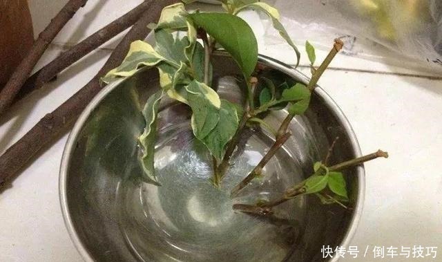 学会了这几点扦插技巧,随时随地扦插,棵棵都成活,非常简单!