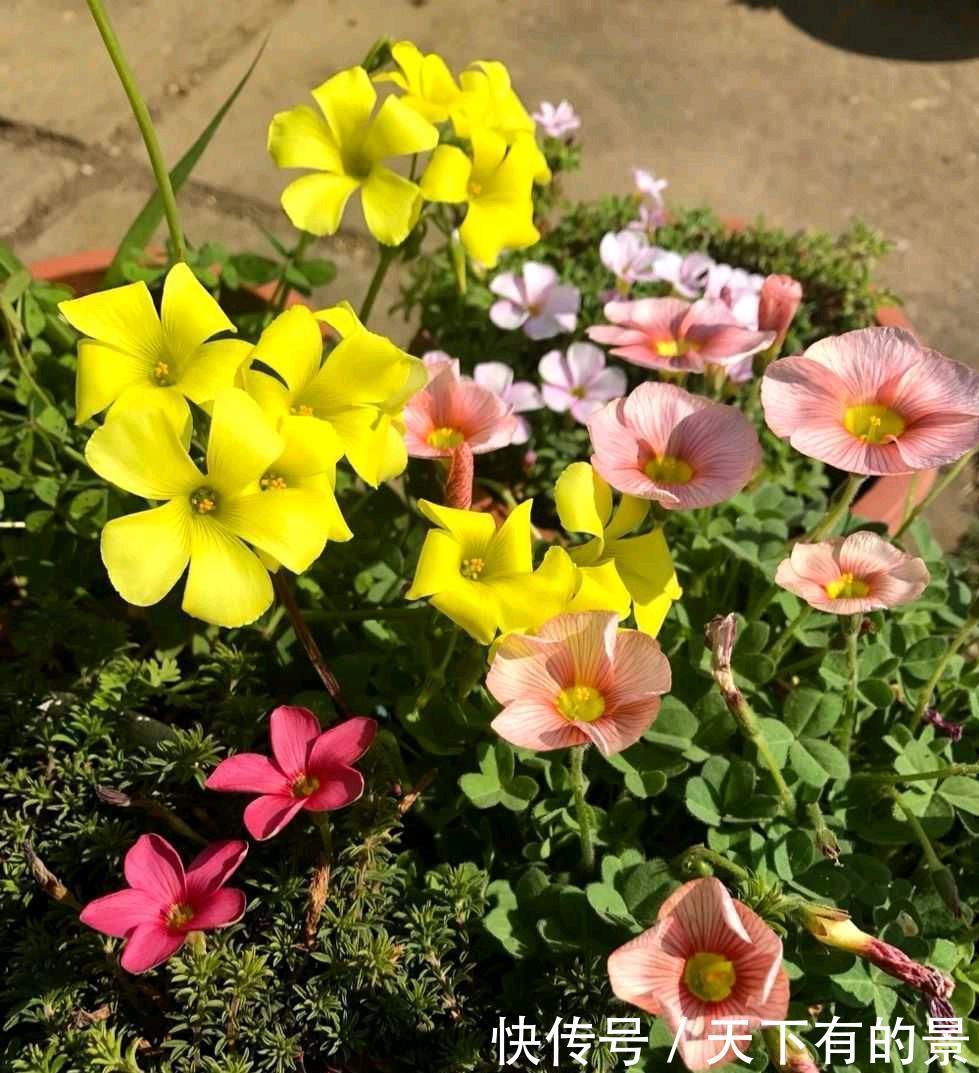 阳台养两种“酢浆草”,花量大,颜色很漂亮,每天满满都是花