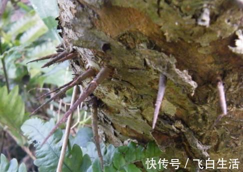 树干|农村树木浑身是刺，砍柴都不要，却不知去皮后价值大，千元一棵