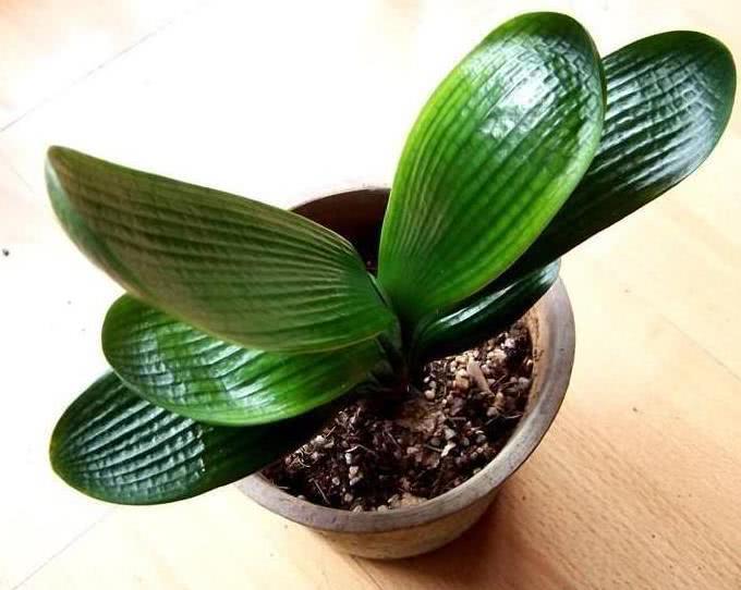 鸡蛋、果皮都不如这种“废渣”,盆里丢一点,君子兰开花三四朵!