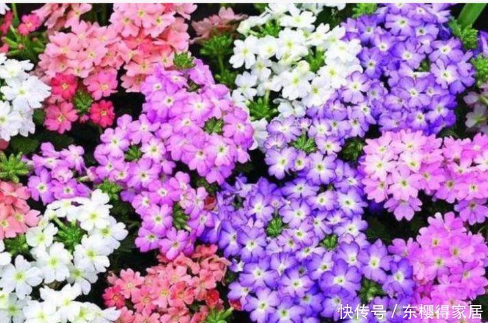 4种花养家里,福旺运旺财更旺,花朵迷人,阵阵花香