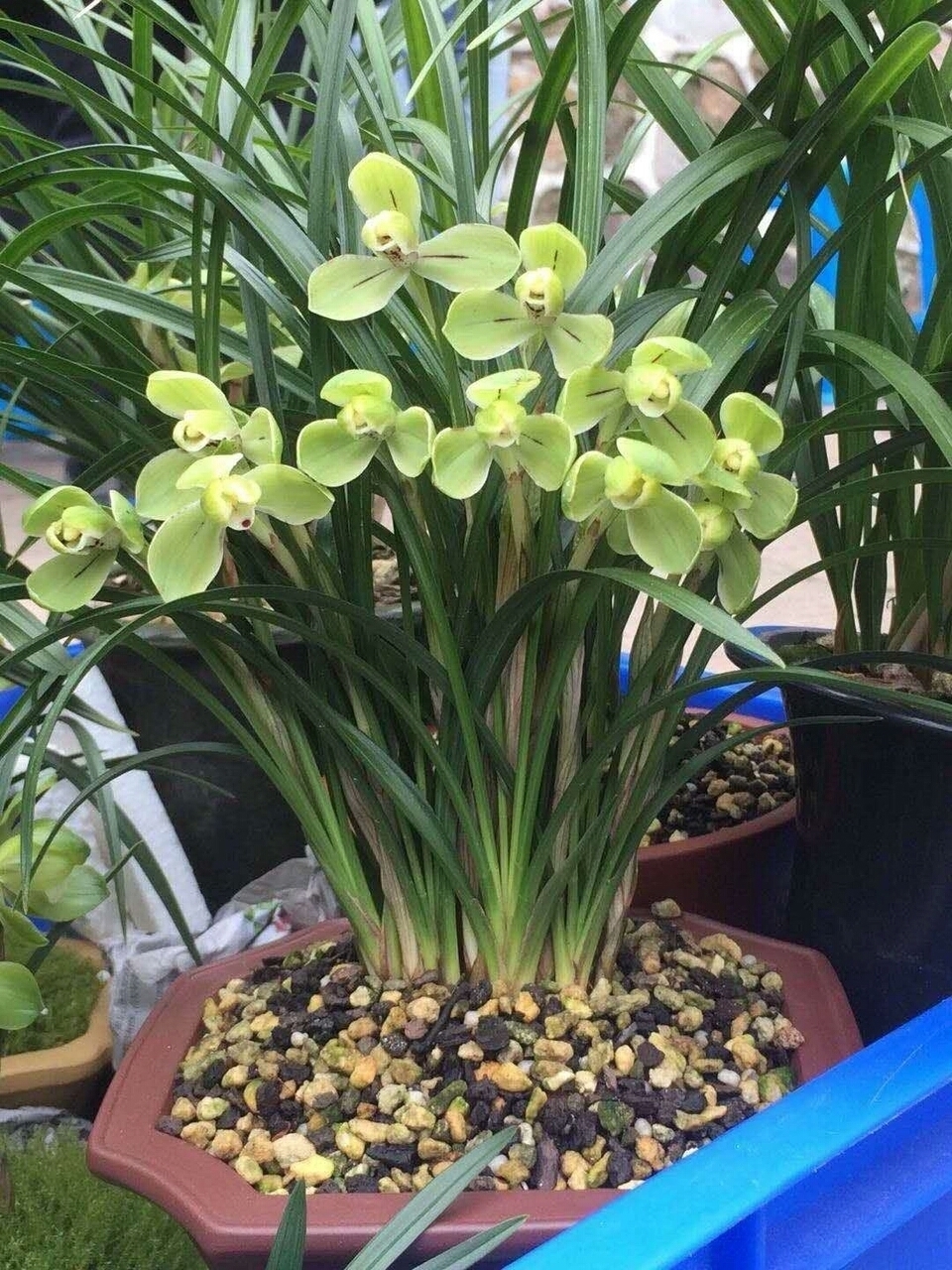 花卉|爷爷养花,出门捡点它,热水煮一煮“垫盆底”,花卉长得根粗叶绿