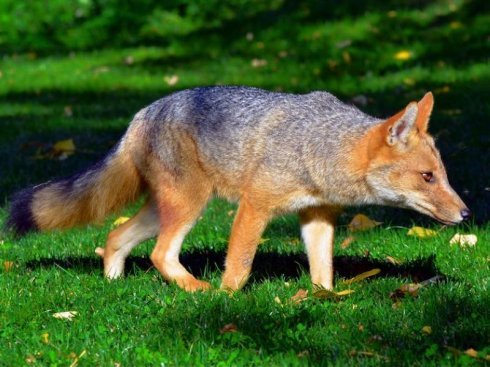 动物世界犬科狐亚科伪狐属之阿根廷狐山狐图集