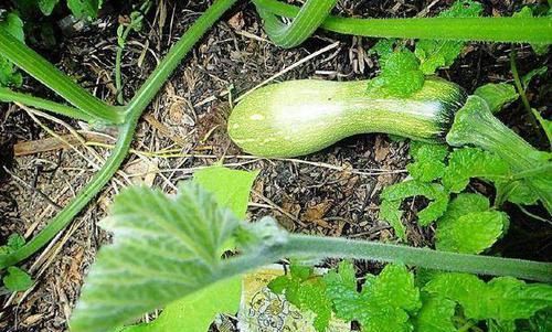 它的叶子是极品野菜,是胃部“好伙伴”,却常被忽视