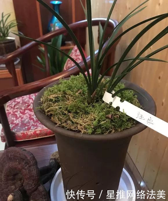 冬天3种花怕热,一热就落花落蕾,放在凉爽的地方最好!