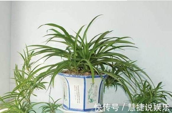 针叶土|这些东西居然是养花神器,要不是张奶奶告诉我,我还不知道