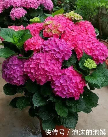 无尽夏|养花不在多,阳台种一棵“玫红妈妈”,花大色艳,开花满阳台