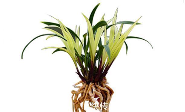 花卉|养兰花和君子兰,植料中掺粗沙子好还是细沙子好,效果大不相同