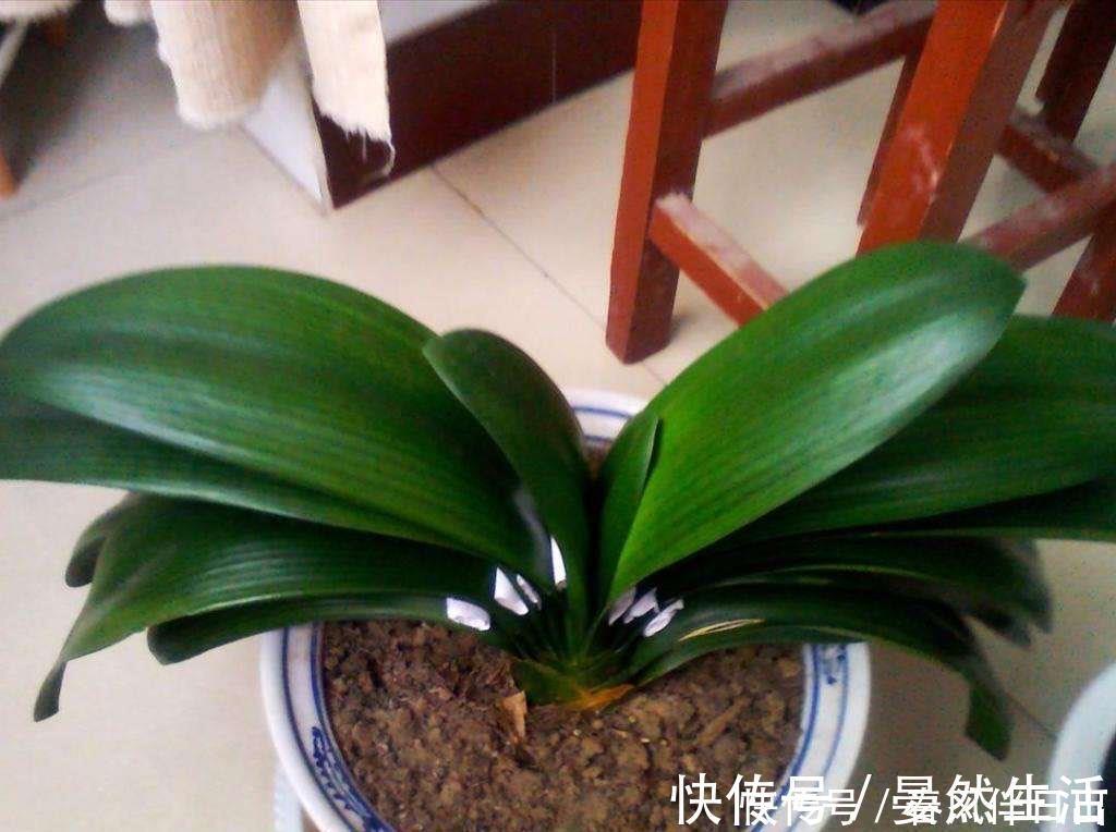 君子兰到了冬季，做到一点，叶子长得快，开花红艳艳