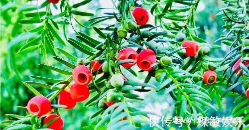 泡水|女性不想得卵巢癌,用它泡水喝,防乳腺癌,防止卵巢,防止失眠