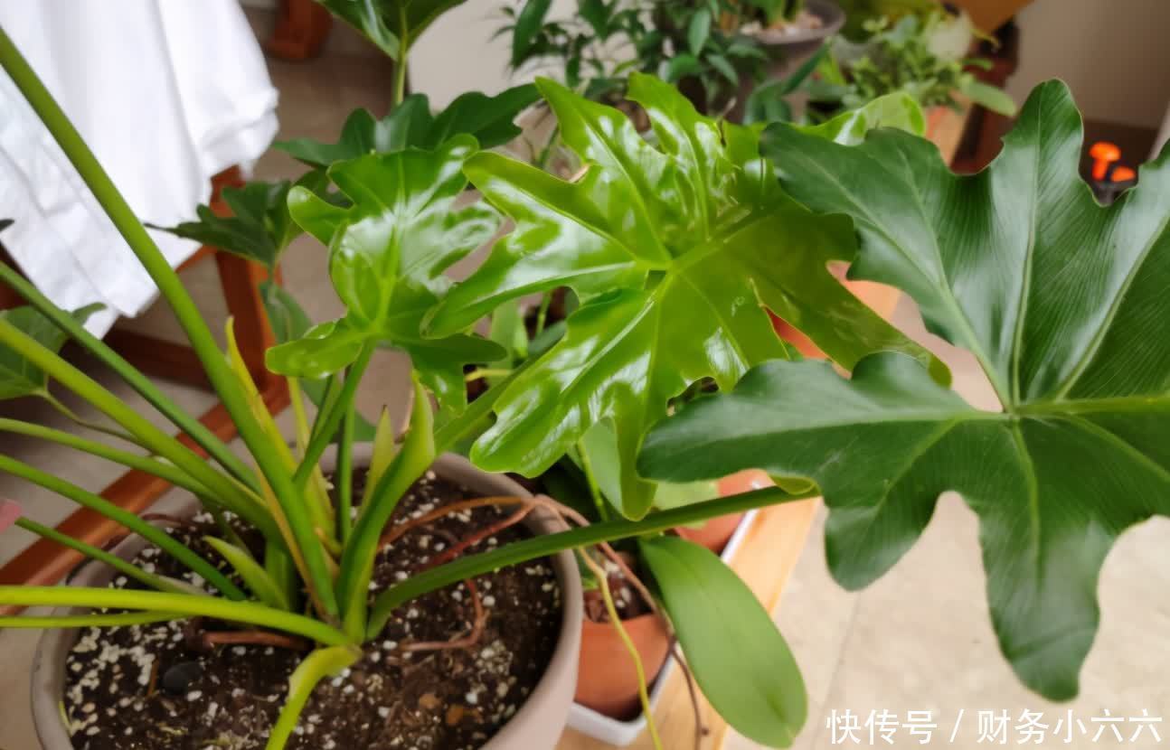 盆栽|养花施肥有技巧,不想烧根、烧叶或没效果,先在这学学吧