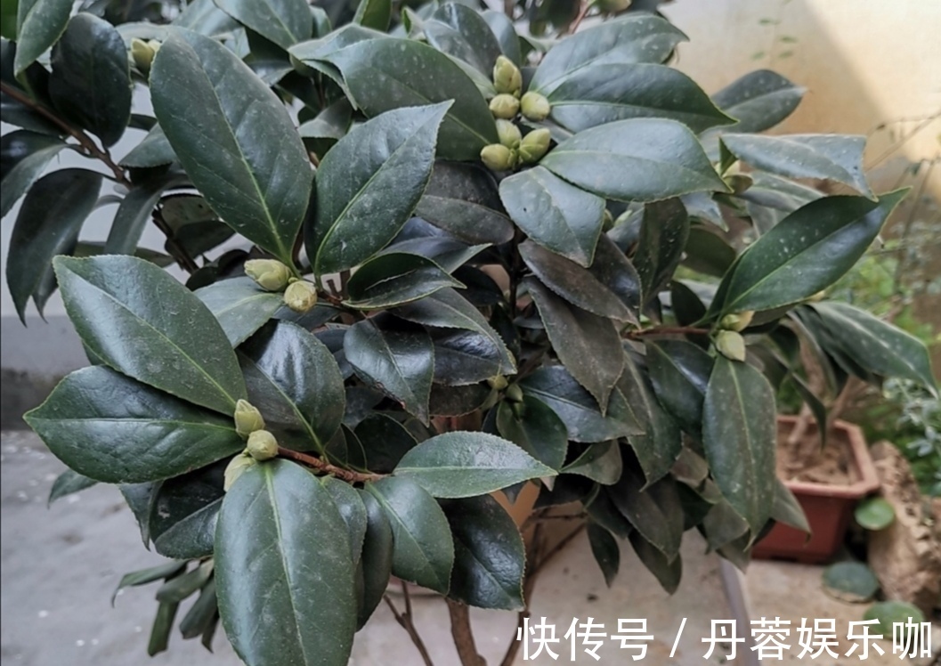 家里有5种花,想要开花多,秋天别忘施1种肥