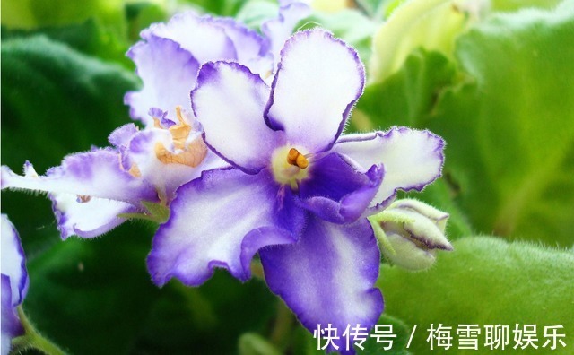 鸿运|23号开始,喜鹊归来,苦尽甘来,鸿运当头,如鱼得水的四大生肖