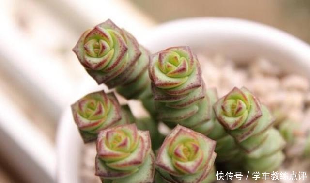 多肉品种多要会“挑”！这5种不能错过，旺福旺运家人也能受益！