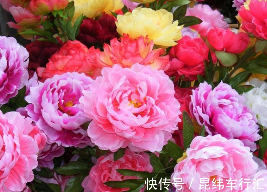 自带“财运”的3种花,富贵好运“财源”滚滚来,懂花的人都在养