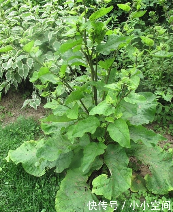 见到|提个醒:见到此野菜,一定要拔回家,好处不请自来,作用非常大