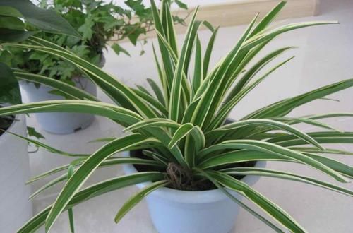  环境|几种非常耐阴的植物，漂亮又好养，想养不活都难！