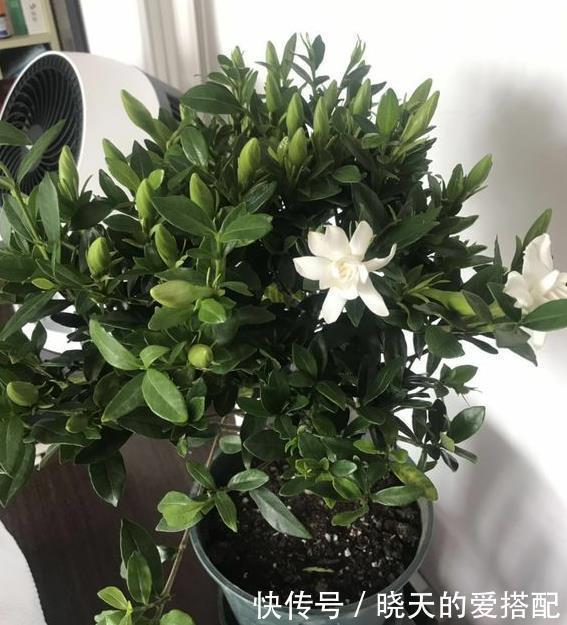 富贵竹|现在逛花市5种花不要买，虽然很漂亮，但是养活难度大，白花钱