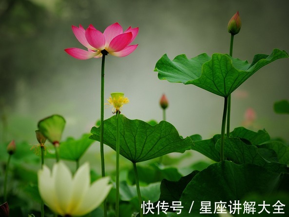 大涨|到了7月下旬，4属相吉星傍身，桃花大涨，未来幸福满满