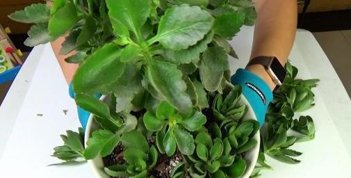 这3款植物买一盆就够了！用茎叶扦插，教你轻松铺满整个阳台