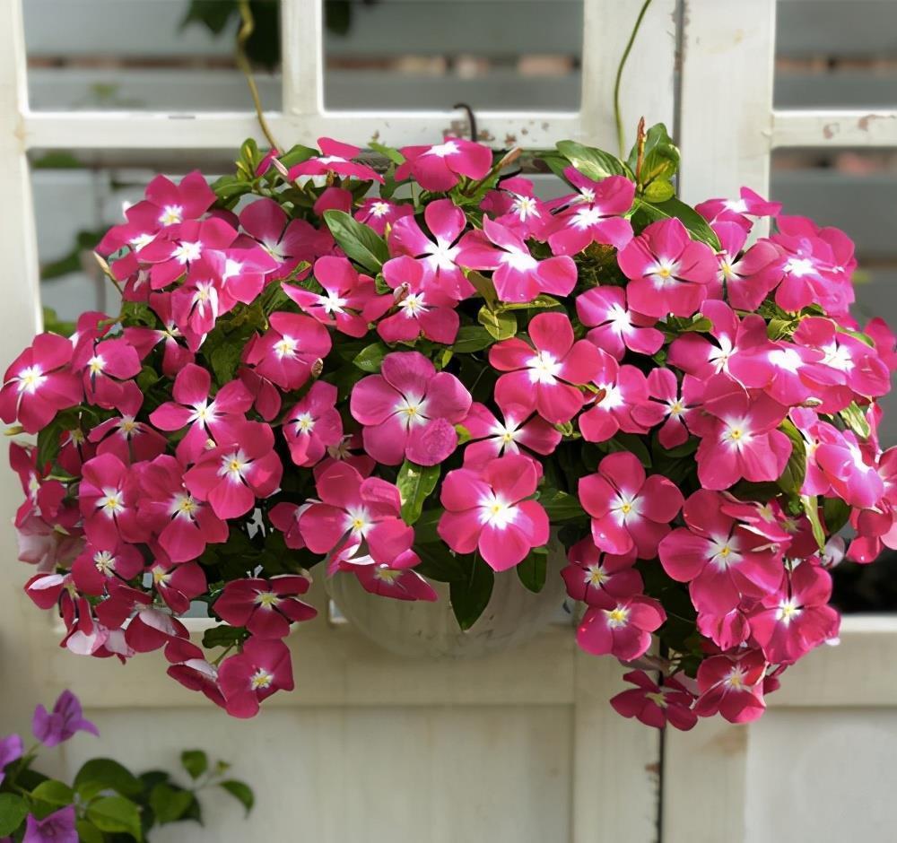 阳台|这些小草花,个个真美人,阳台养几盆,繁花不断,美到不敢看