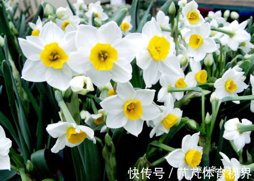 提醒:这12种“漂亮花”,不适合养在室内,别不当回事