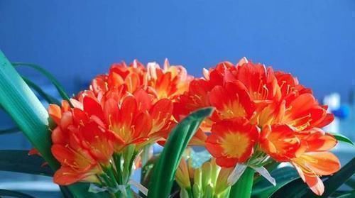 旺宅招财|此花再贵,家里都要养2盆,旺宅招财还养人,价值珍贵增福气