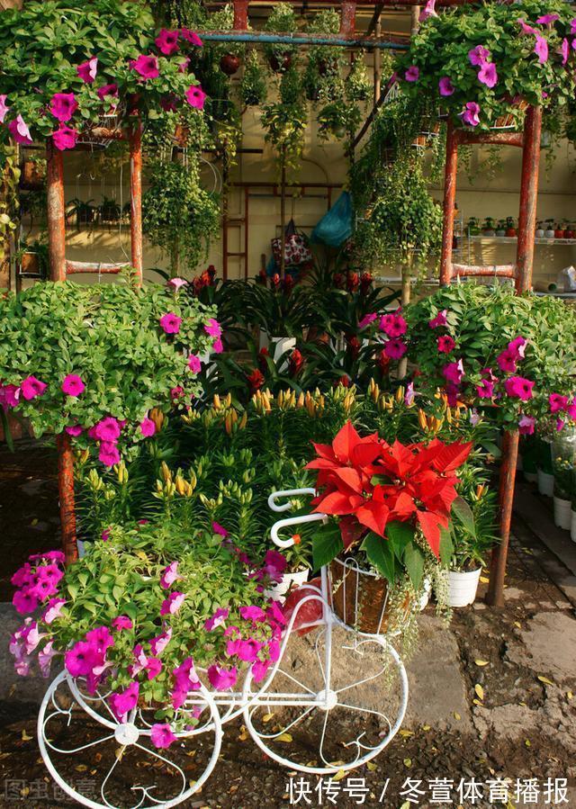 建议大家:逛花市碰到5种花,别犹豫,虽然便宜但巨好养