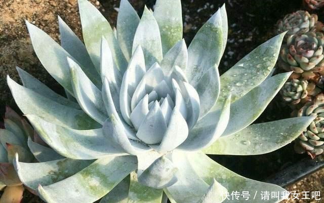 最美多肉排行榜,这6种盆盆都好看,说啥都得养一盆!