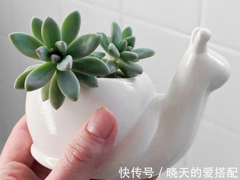 渐入深秋，多肉盆栽不能再搁置在这几个地方了
