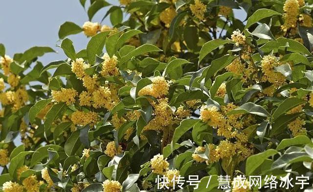 无毛|桂花树的特点