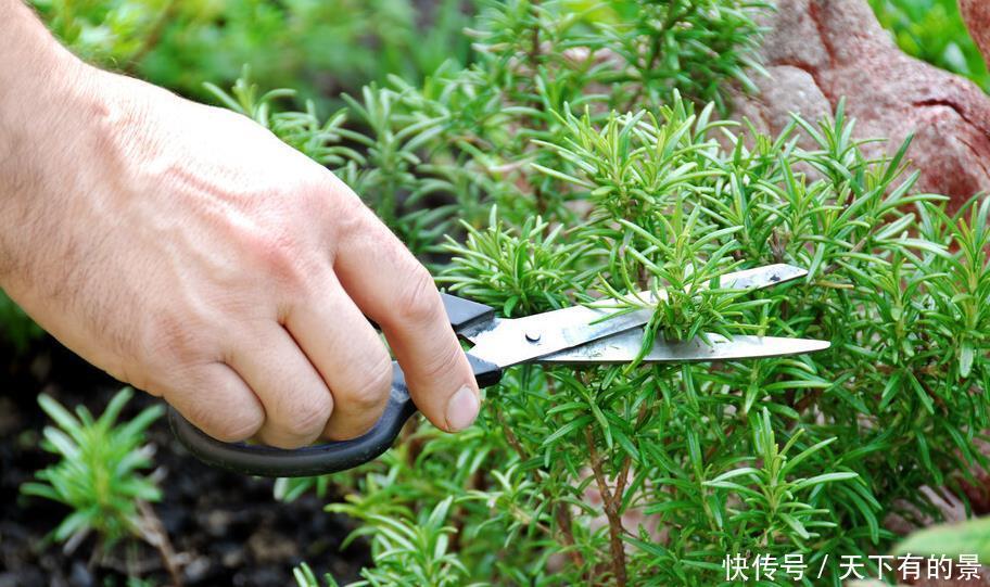 这6种植物是生活的好帮手,家里养一盆,好看好养还可备不时之需