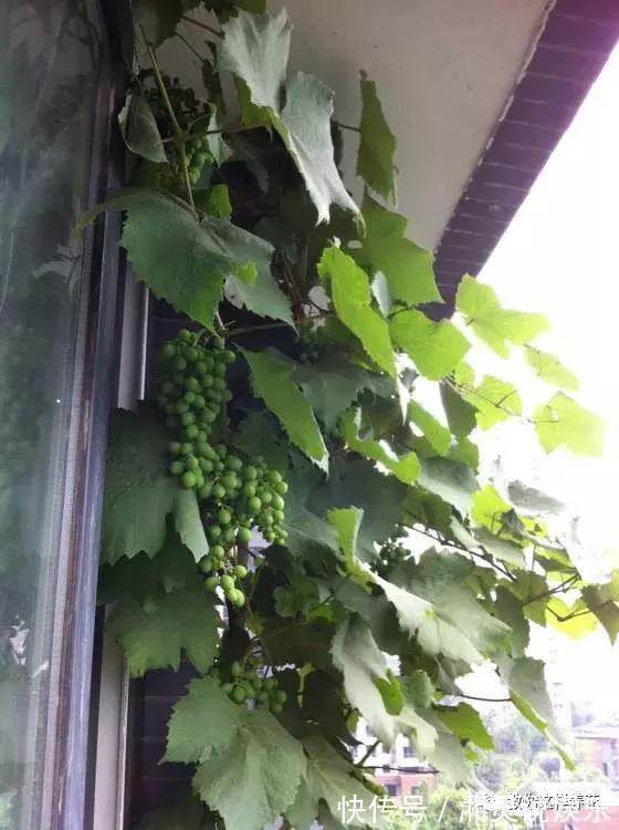 种阳台葡萄|葡萄树掌握2个小窍门，轻松繁殖10盆，种阳台葡萄吃不完！