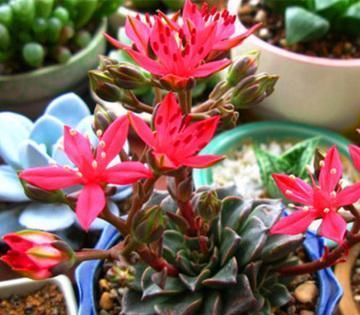 此款多肉植物,冷门不受欢迎,看过它开花才后悔,原来是花仙子