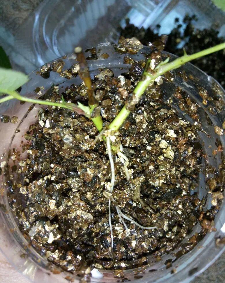 塑料瓶|冬天扦插,用了这3种神器,成活率100%