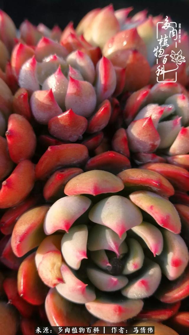 养多肉如同种下希望,因为美丽总在下一个季节!