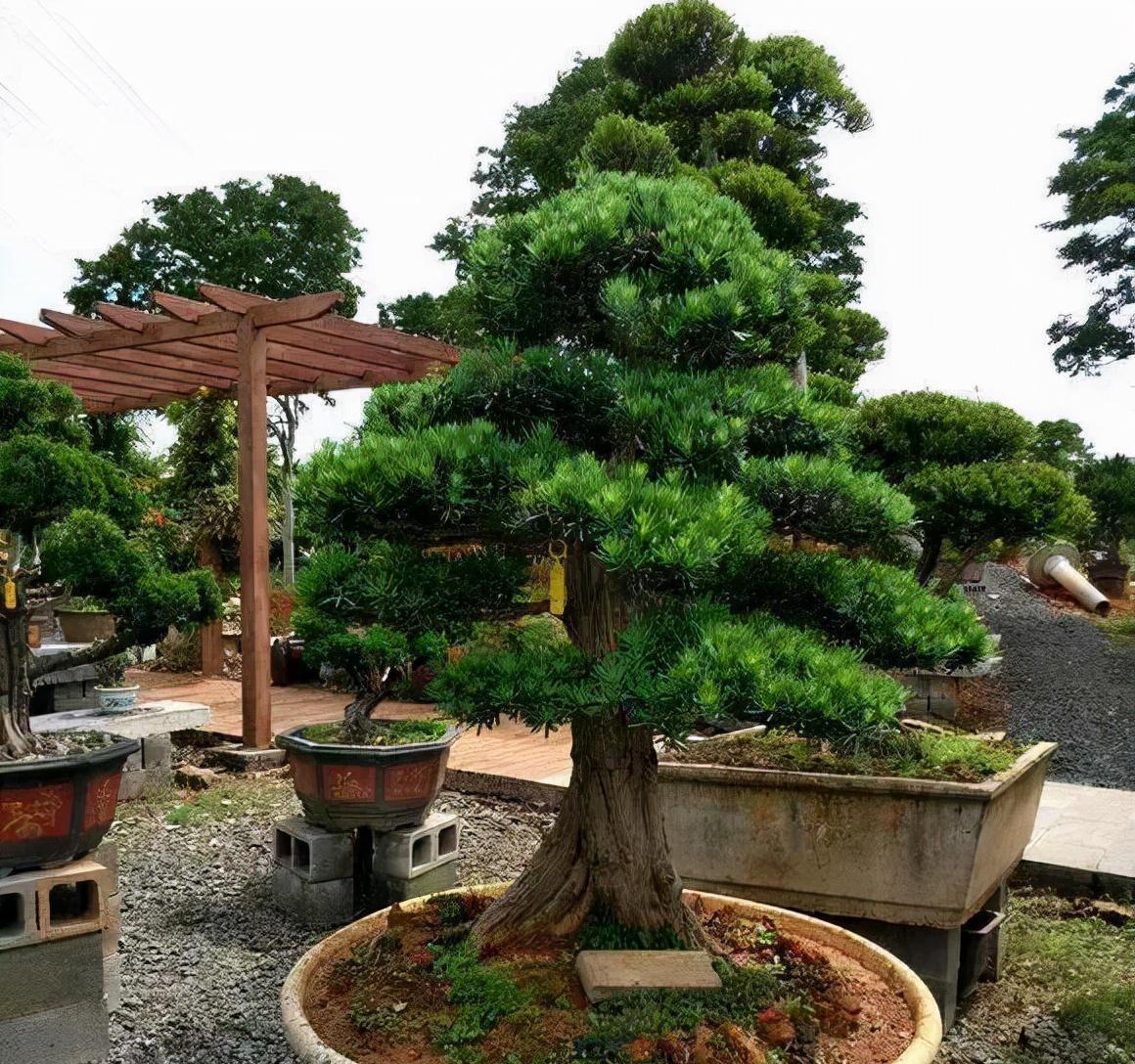 枝条|罗汉松买不起,1根枝1粒种就养出来,枝干奇异,长得贼快