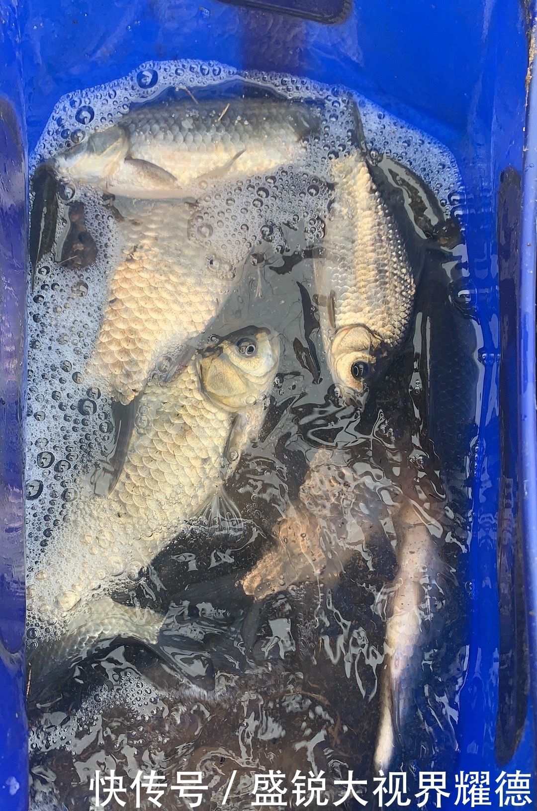 蚯蚓挂法优劣对比,根据鱼情做最优选择,渔获显著提升