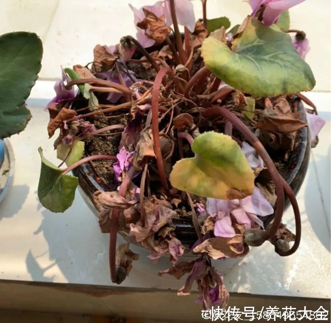 天热了，8种花要休眠，要少浇水