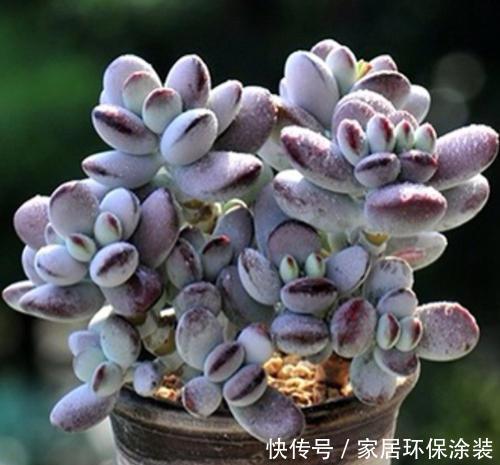 福娘|捡了一棵“秃顶”的多肉乒乓福娘,养2年完美逆袭,美呆了