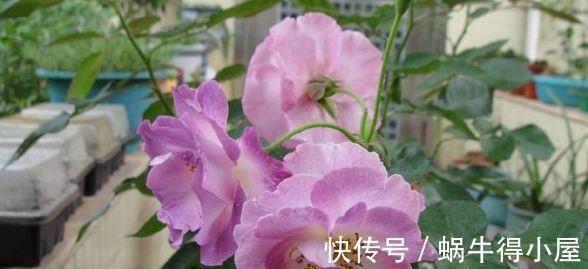 阳台上|从9月12日开始,家养此款花卉,开花色泽鲜艳,五彩缤纷