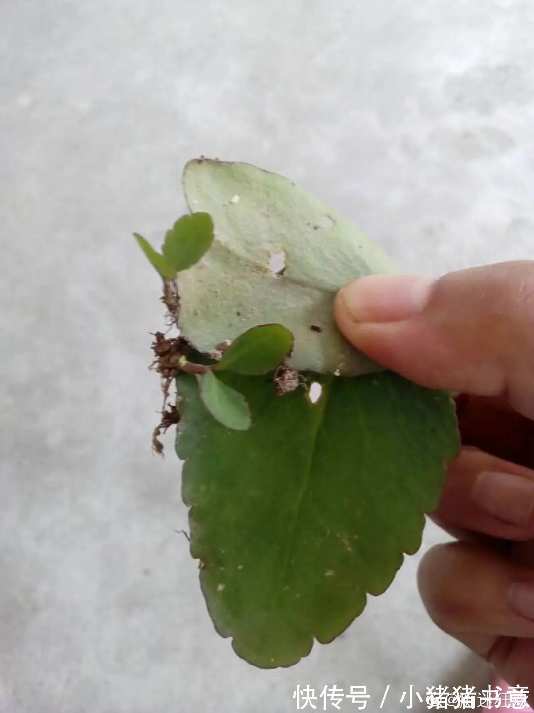 超好养的18种植物,第一名竟然是它!绿萝只能排倒数