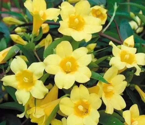 这花极耐寒花开半年,香飘满院,城里人还抢着种,它其实叫断肠草