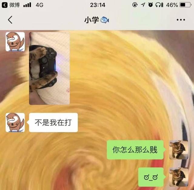 诚不欺我|猫和老鼠诚不欺我，家猫除了抓不到老鼠，什么都会做