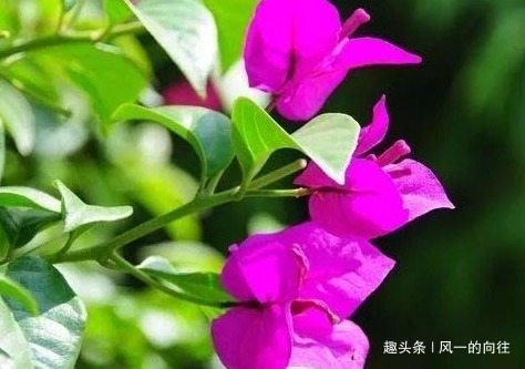 家养三角梅总是长不好学会这三个小技巧，轻松花开爆满盆