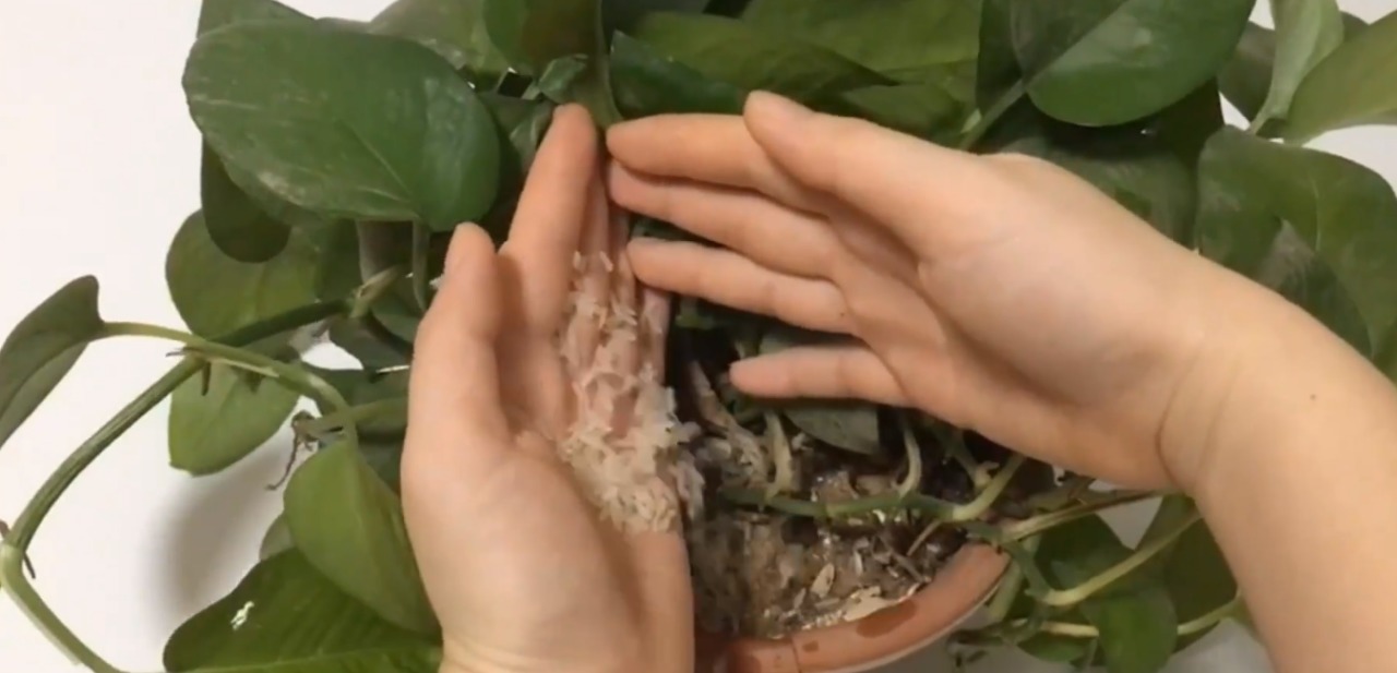 植物|花盆里撒一把，不管多难养的花，几天根壮叶绿爆满盆，方法太棒了