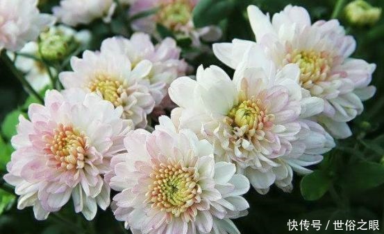 玫瑰|喜欢菊花,不如养盆“珍品玫瑰”卡罗拉,花色红艳似火,惹人喜爱